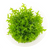 Gratiola plants collection featuring Gratiola Viscidula Vitro Culture for freshwater aquariums and planted tanks