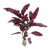 Hemigraphis plants collection featuring Purple Waffle and colorful accent plants for aquariums, terrariums, and paludariums