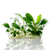 Homalomena plants collection featuring Homalomena Sekadau South Vitro Culture for aquariums, terrariums, and paludariums