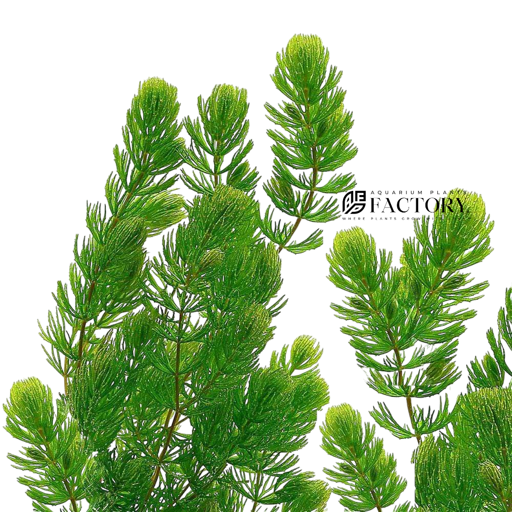 Ceratophyllum plants collection featuring Hornwort for freshwater aquariums, ponds, and planted tanks