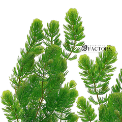 Ceratophyllum plants collection featuring Hornwort for freshwater aquariums, ponds, and planted tanks