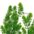 Ceratophyllum plants collection featuring Hornwort for freshwater aquariums, ponds, and planted tanks