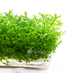Hottonia aquarium stem plant close-up