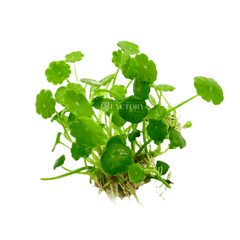 Hydrocotyle Verticillata umbrella pennywort aquarium plant