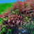 Hygrophila aquarium plants collection with easy green, red, and variegated species for freshwater planted tanks