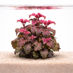 Hyptis plants collection featuring Hyptis Lorentziana Purple Mint for freshwater aquariums and planted aquascapes