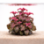 Hyptis plants collection featuring Hyptis Lorentziana Purple Mint for freshwater aquariums and planted aquascapes