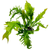 Microsorum