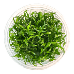 Lilaeopsis Brasiliensis micro sword in a tissue culture cup