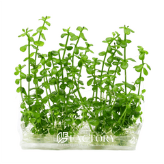 Lindernia Rotundifolia in a tissue culture cup