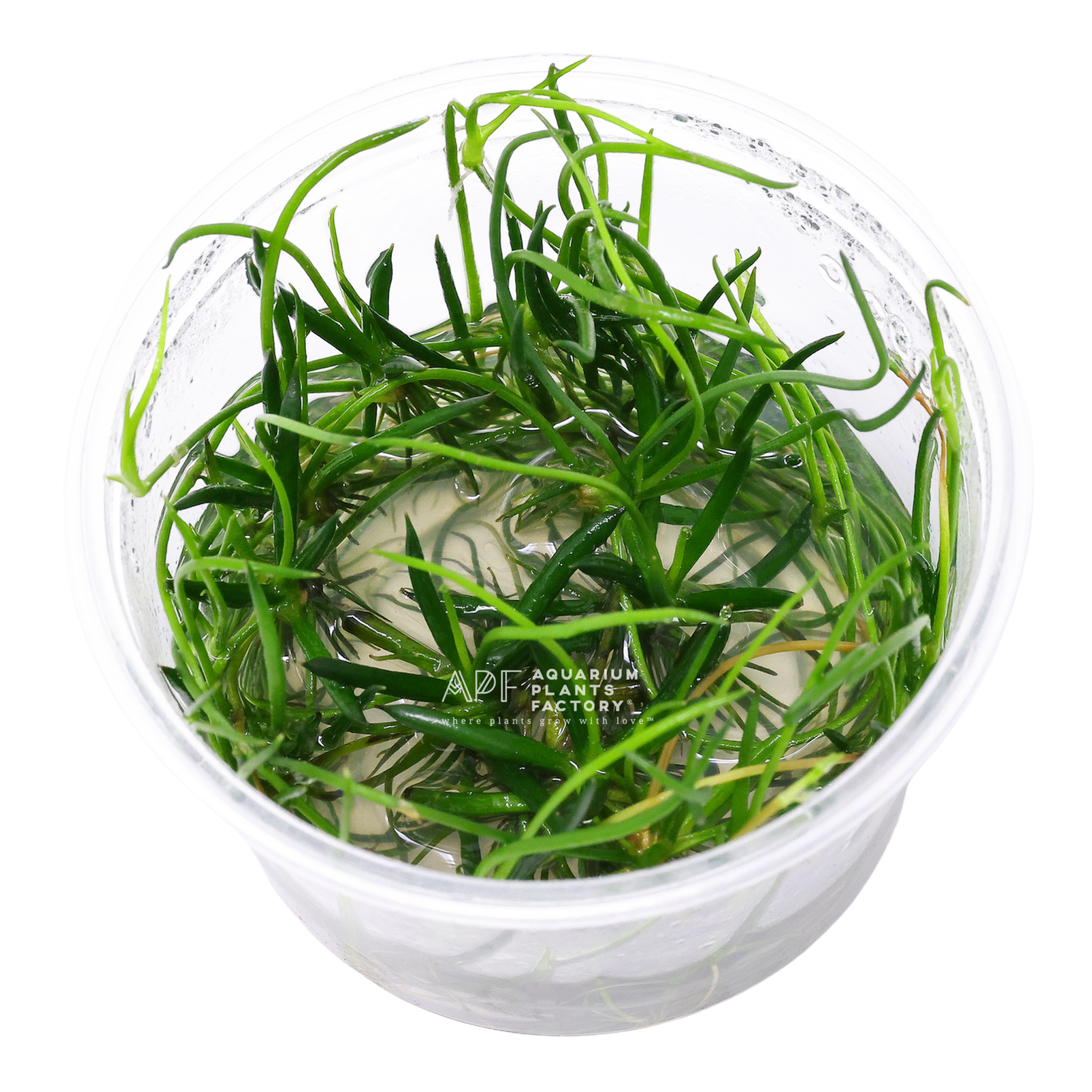 Littorella plants collection featuring Littorella Uniflora, American Shoreweed, and Vitro Culture aquarium plants