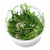 Littorella plants collection featuring Littorella Uniflora, American Shoreweed, and Vitro Culture aquarium plants