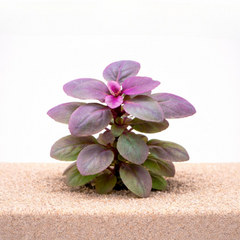 Lobelia aquarium plants collection for freshwater planted tanks
