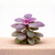 Lobelia aquarium plants collection for freshwater planted tanks