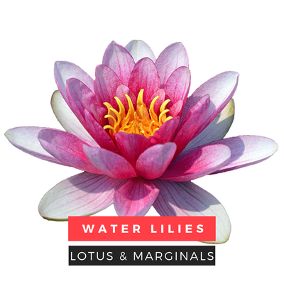 Lotus, Water Lilies & Pond Plants | Aquarium Plants Factory