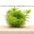 Proserpinaca plants collection featuring Mermaid Weed and Proserpinaca Palustris Cuba for freshwater aquariums