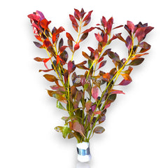 Ludwigia Repens red aquarium stem plant