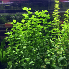 Lysimachia Nummularia creeping jenny in a tissue culture cup