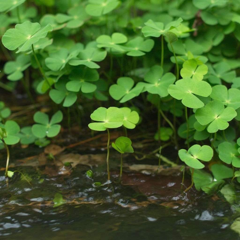 Marsilea plants collection featuring Marsilea Hirsuta, Crenata, and Vitro Culture carpeting aquarium plants