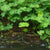 Marsilea plants collection featuring Marsilea Hirsuta, Crenata, and Vitro Culture carpeting aquarium plants