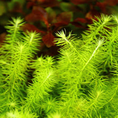Mayaca Fluviatilis aquarium stem plant