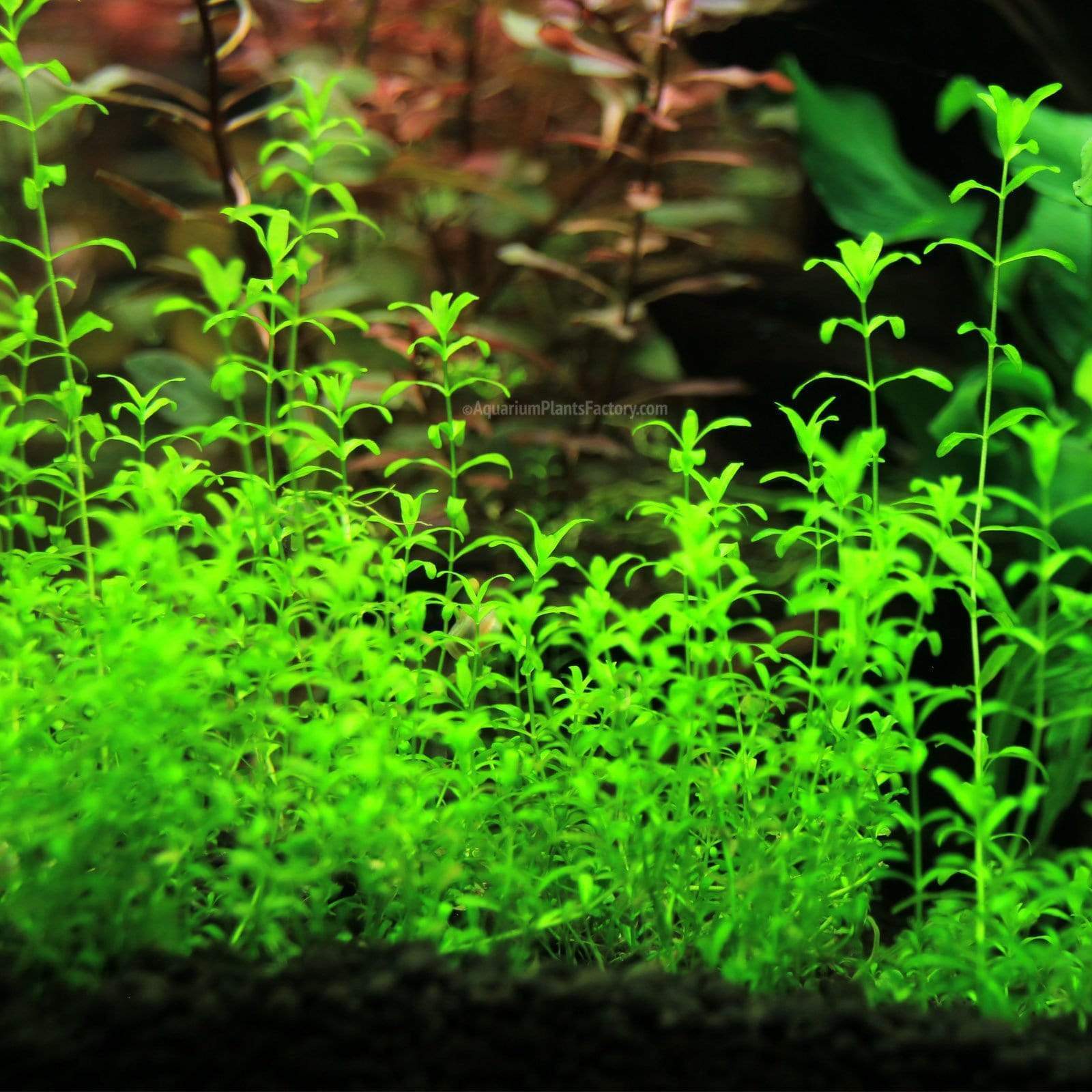 Micranthemum aquarium plants collection with Monte Carlo, Dwarf Baby Tears, and Pearl Weed for planted tanks