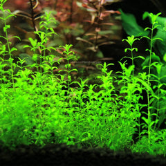 Micranthemum aquarium plants collection with Monte Carlo, Dwarf Baby Tears, and Pearl Weed for planted tanks