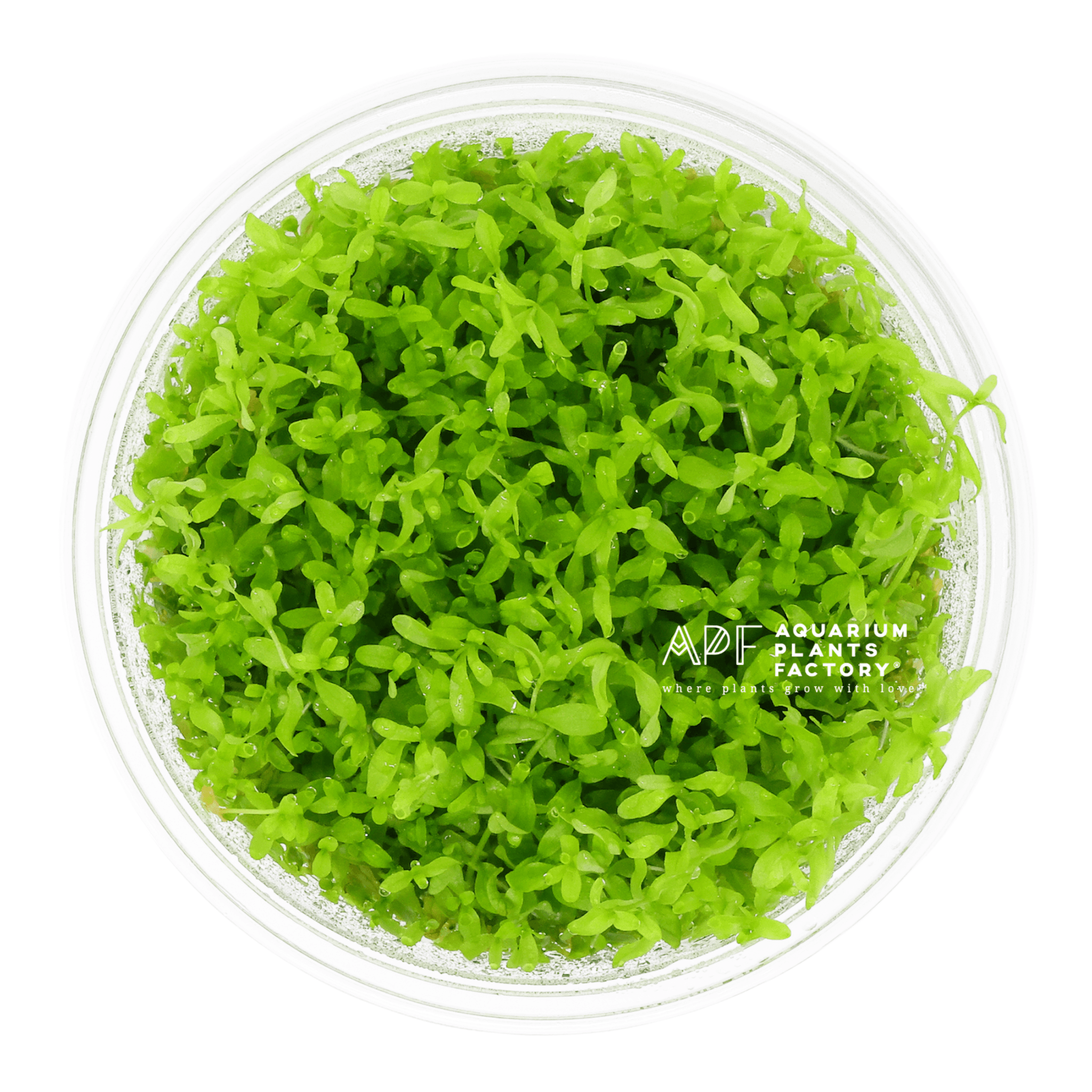 Hemianthus