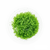 Microcarpaea plants collection featuring Microcarpaea Minima Vitro Culture for freshwater aquariums and nano aquascapes