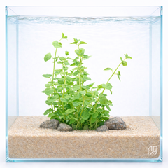 Clinopodium plants collection featuring Mint Creeping Charlie for freshwater aquariums, paludariums, and planted displays