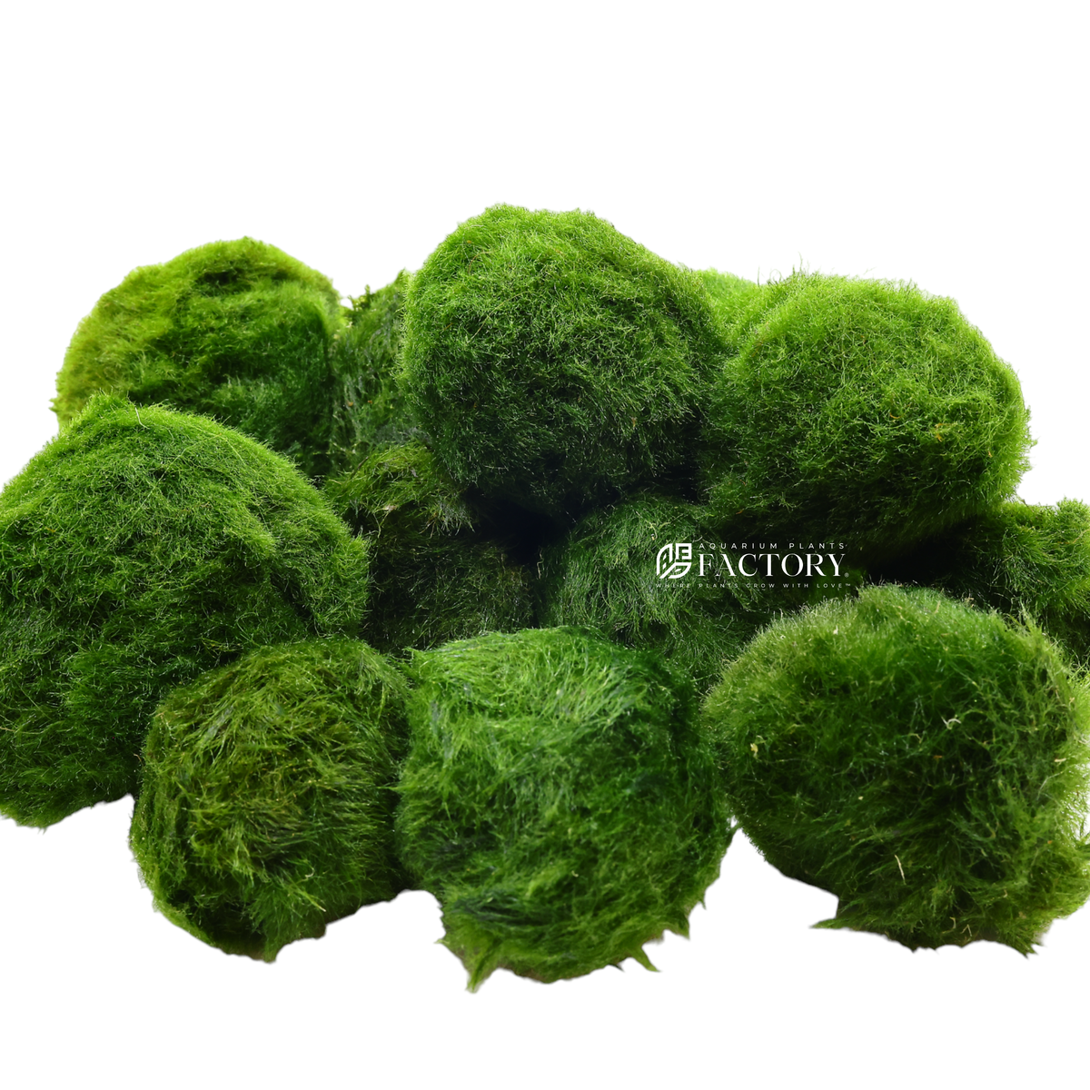 Marimo moss ball (Aegagropila linnaei)