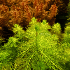 Myriophyllum Tetrandrum aquarium stem plant