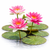 Huge Water Lilies Nymphaea sp. collection for aquariums, ponds, and aquatic gardens