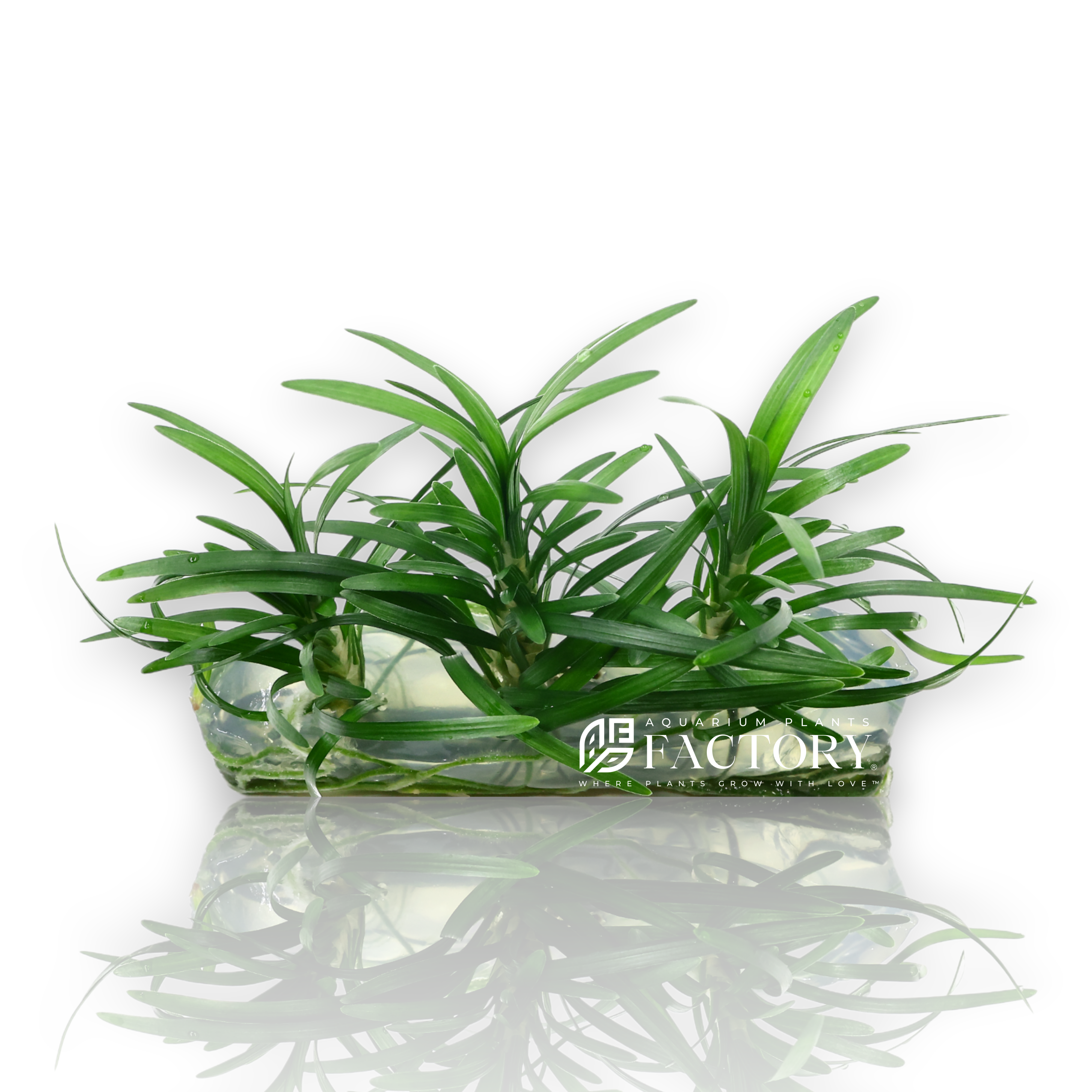 Ophiopogon collection featuring Dwarf Mondo Grass and Mondo Grass plants for aquariums, terrariums, and planted displays