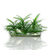 Ophiopogon collection featuring Dwarf Mondo Grass and Mondo Grass plants for aquariums, terrariums, and planted displays