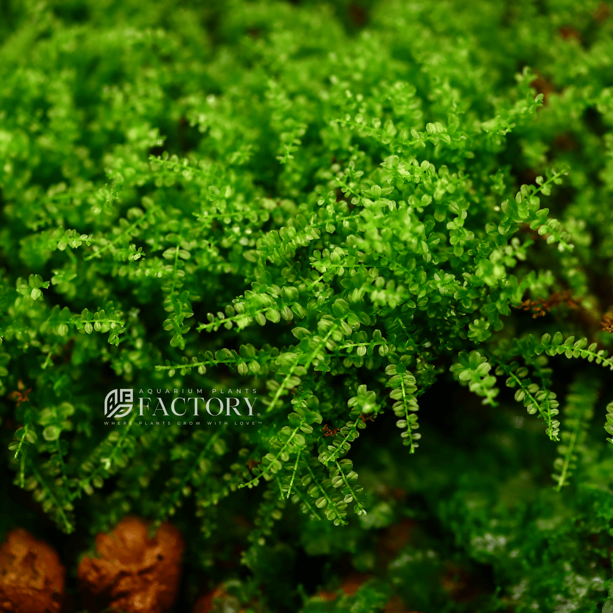 Plagiomnium aquarium moss collection with Pearl Moss, Butterfly Moss, and rare moss varieties for aquascaping