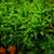 Plagiomnium aquarium moss collection with Pearl Moss, Butterfly Moss, and rare moss varieties for aquascaping