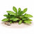 Piptospatha plants collection featuring Piptospatha Ridleyi and Vitro Culture varieties for freshwater aquariums and aquascapes