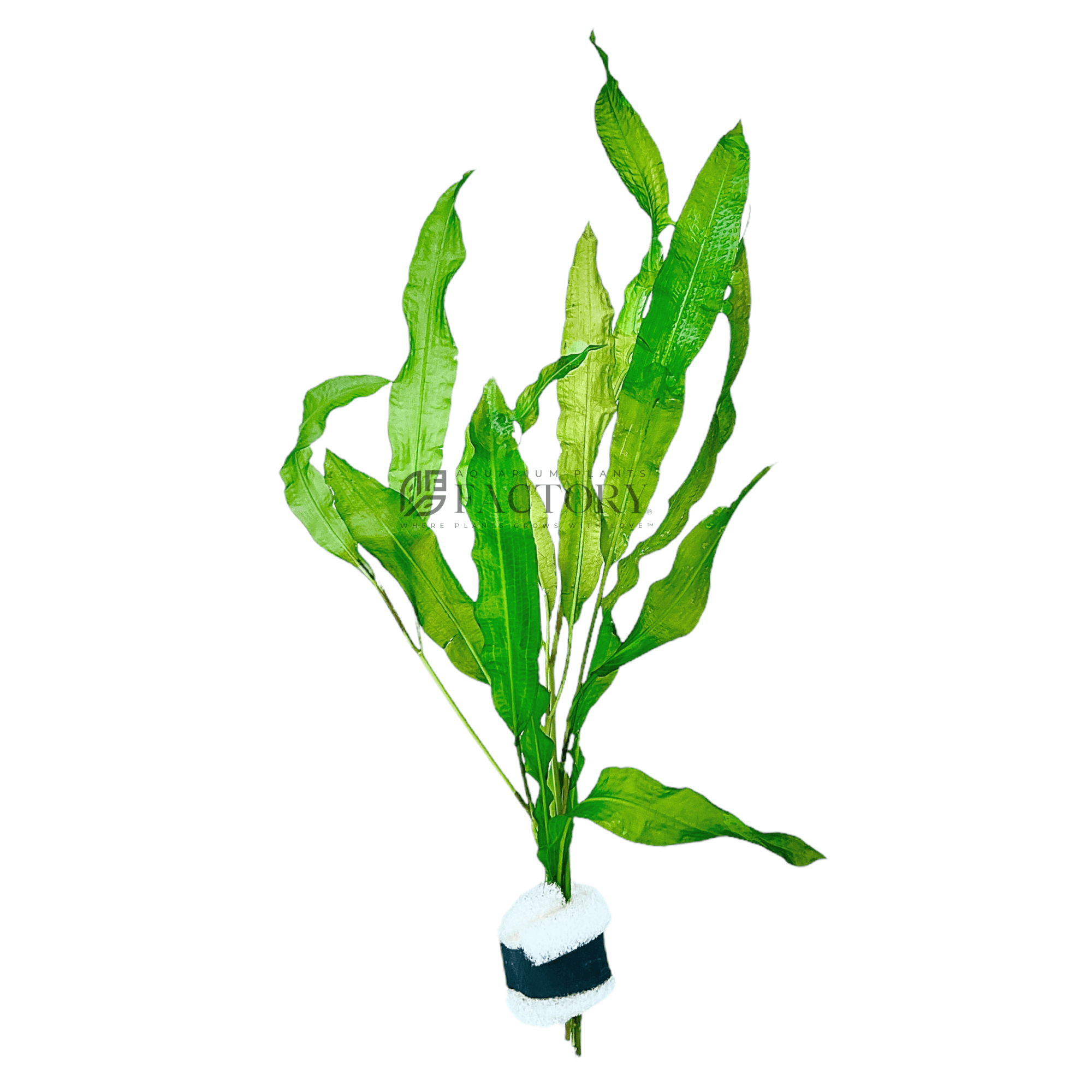 Potamogeton plants collection featuring Slender Pondweed, Shining Pondweed, and aquatic pond plants for aquariums