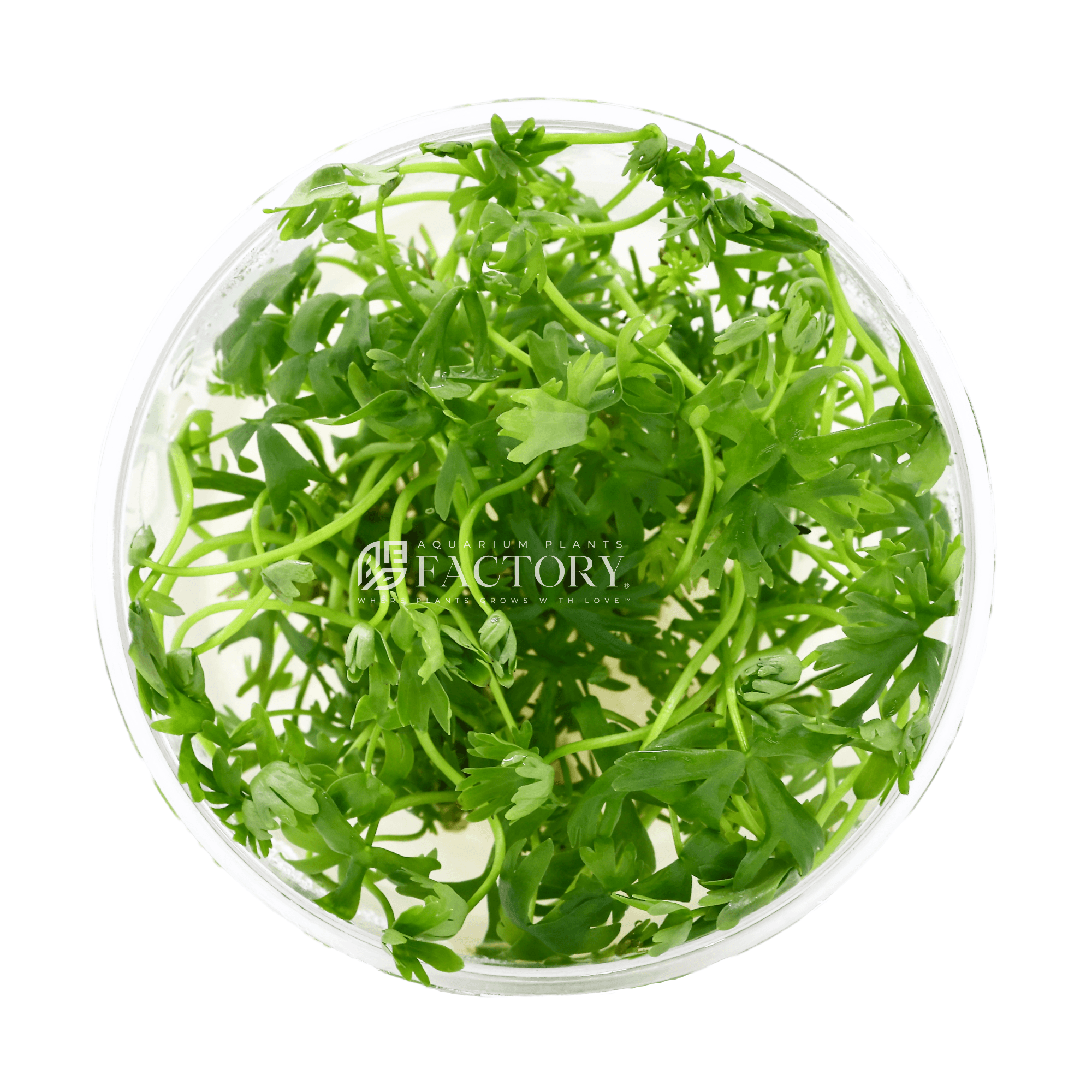Ranunculus plants collection featuring Ranunculus Inundatus and Vitro Culture aquarium plants for freshwater aquascapes