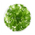 Ranunculus plants collection featuring Ranunculus Inundatus and Vitro Culture aquarium plants for freshwater aquascapes
