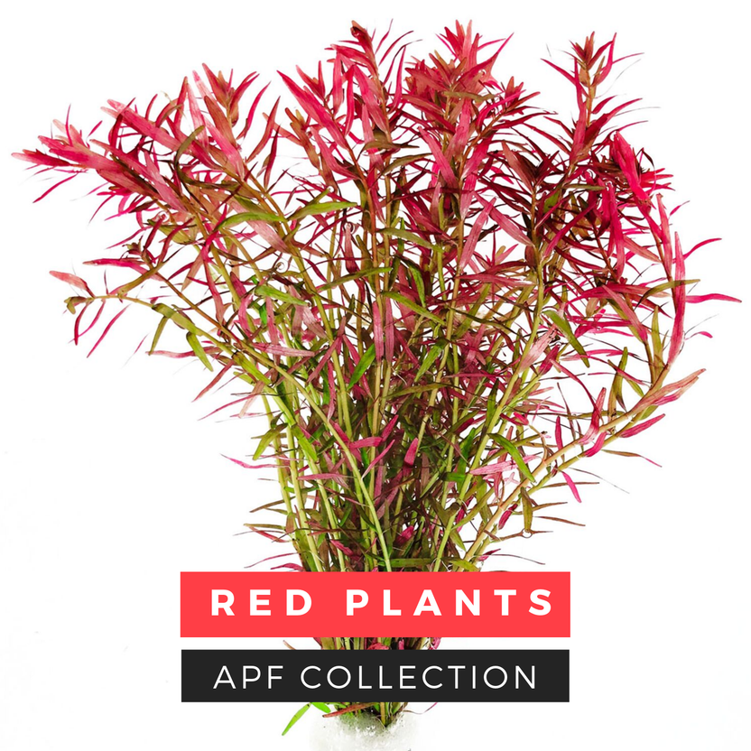 Red Aquatic Plants Collection Aquascape APF Aquarium Plants Factory®