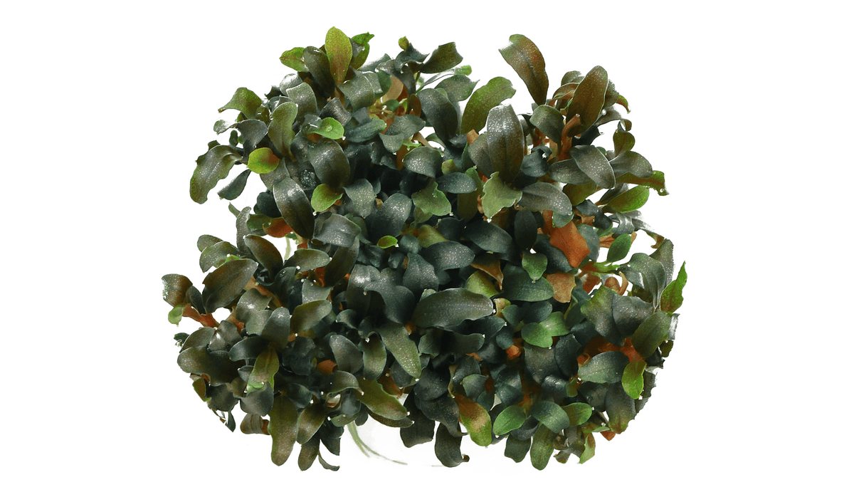 Epiphyte aquarium plants attached to driftwood and rock