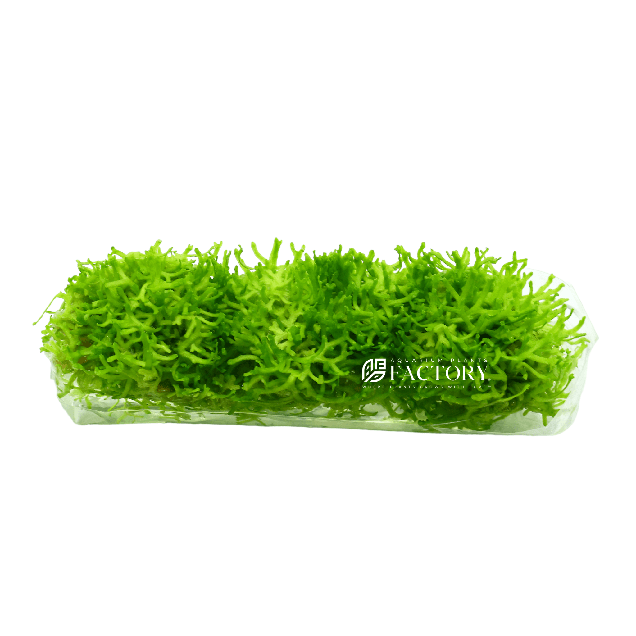 Riccia plants collection featuring Riccia Fluitans and Vitro Culture Crystalwort for freshwater aquariums