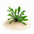 Rorippa plants collection featuring Rorippa Aquatica for freshwater aquariums and planted aquascapes