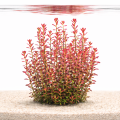 Rotala aquarium plants collection with red, green, orange, and rare stem plant varieties for planted tanks
