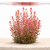 Rotala aquarium plants collection with red, green, orange, and rare stem plant varieties for planted tanks