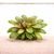 Samolus plants collection featuring Samolus Parviflorus Red, Samolus Valerandi, and Vitro Culture aquarium plants