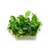 Schismatoglottis plants collection featuring Schismatoglottis Prietoi and Vitro Culture varieties for freshwater aquariums