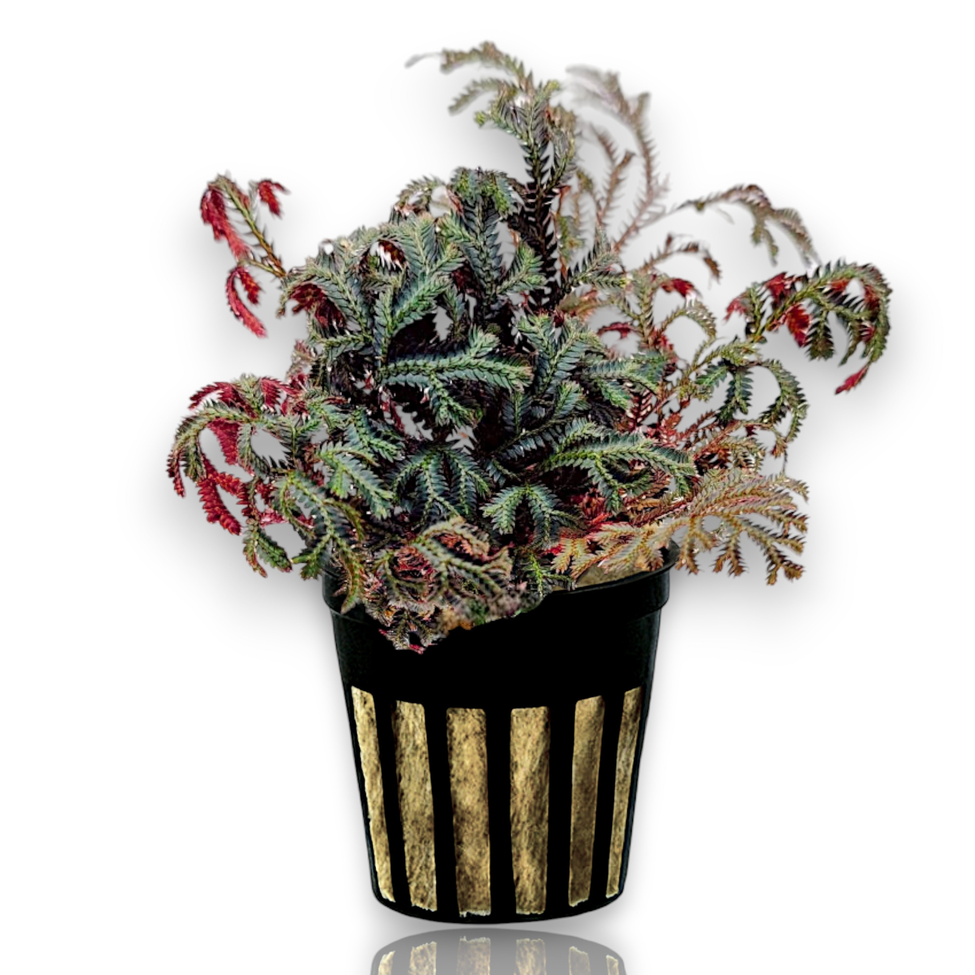 Selaginella plants collection featuring Ruby Red Clubmoss, Kraussiana, and Mini Clubmoss for terrariums and paludariums